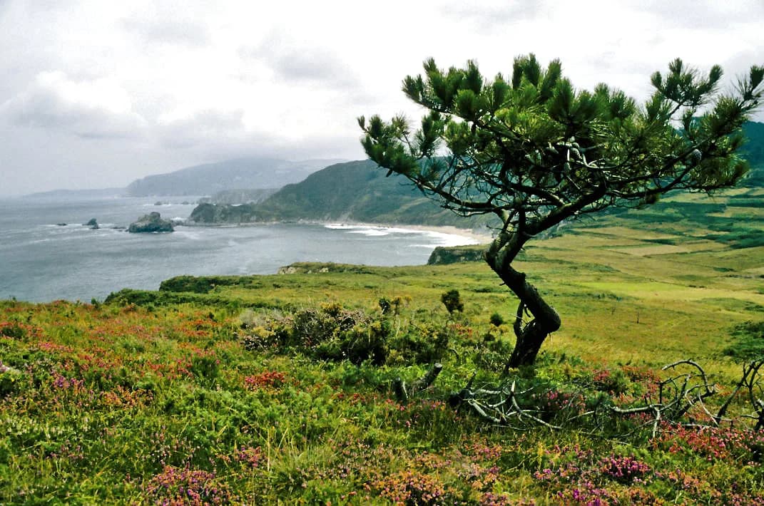 Festival de Ortigueira: 2026 Guide to Galicia's Free Celtic Music Festival