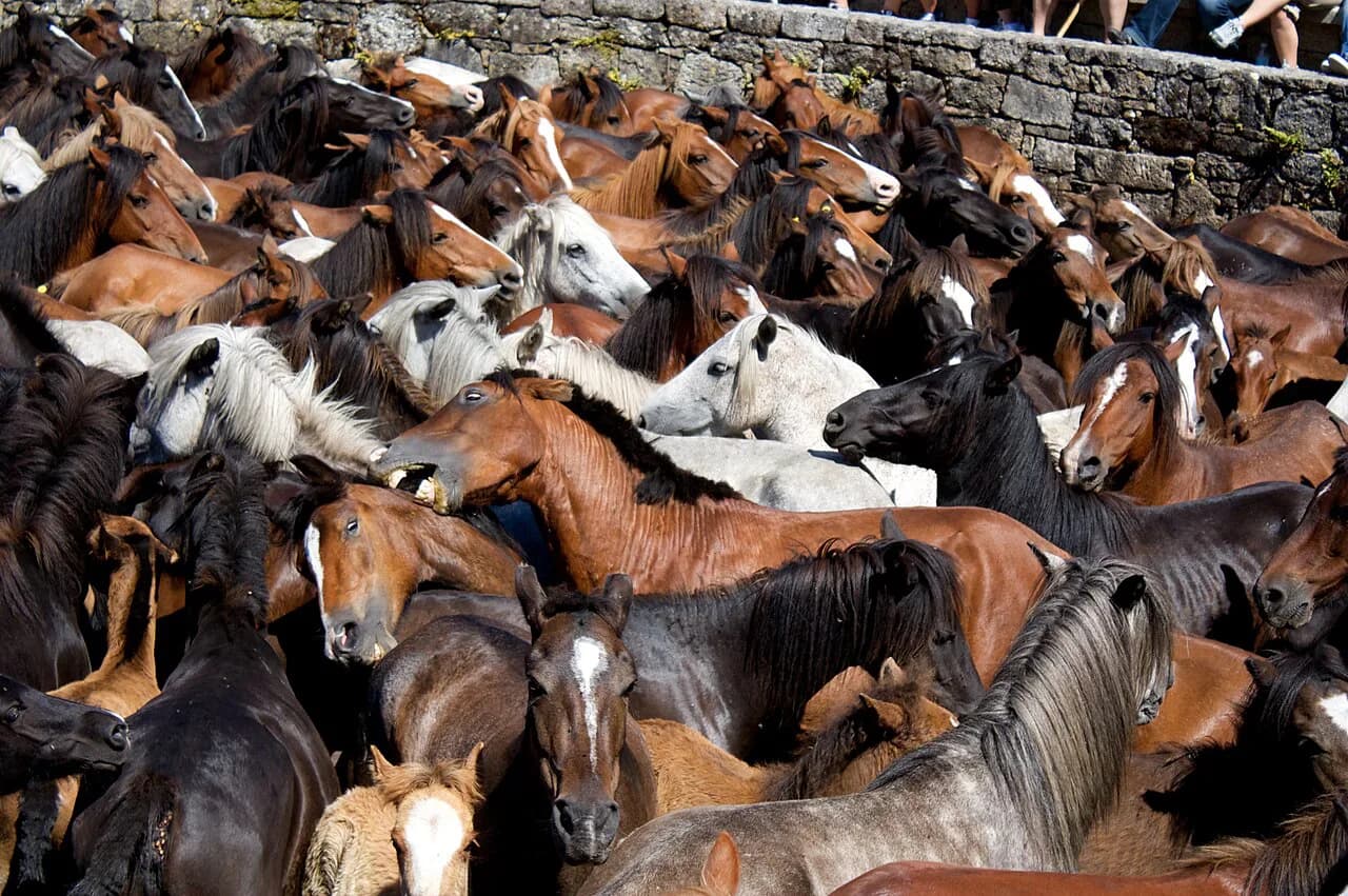 Rapa das Bestas Sabucedo 2026: The Ultimate Visitor's Guide