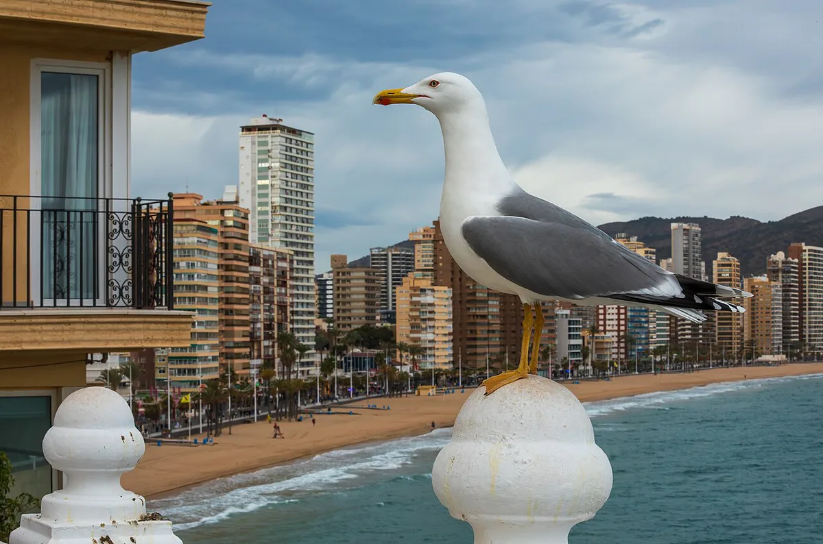 Low Festival in Benidorm, Spain — 1